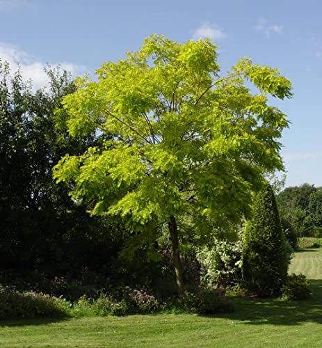 25 Semillas de Falsa Acacia (Robinia Pseudoacacia)