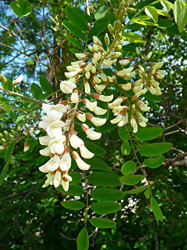 25 Semillas de Falsa Acacia (Robinia Pseudoacacia)