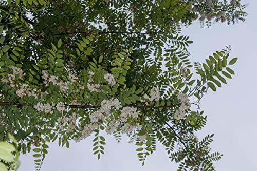 25 Semillas de Falsa Acacia (Robinia Pseudoacacia)