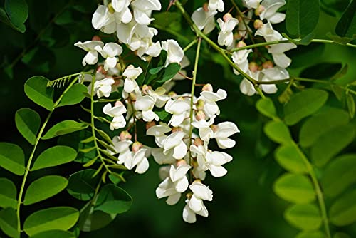 500 Robinia pseudoacacia Seeds, Black Locust Seeds, Black Locust tree Seeds,