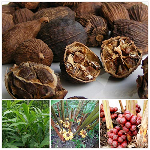 Cardamomo negro de Lào Cai, Vietnam 100g - El gran cardamomo, excelencia natural.