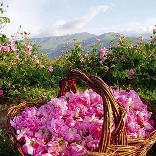 Crema de manos de rosas con aceite de rosas natural 50 ml