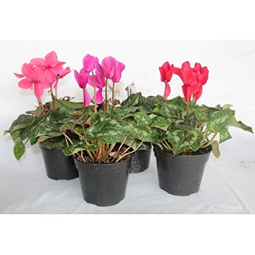 Cyclamen o ciclamen (maceta 14 cm ø) (Rojo)