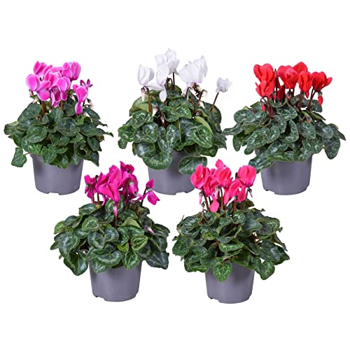 Cyclamen Persicum DECOALIVE Planta Natural con Flores de Invierno