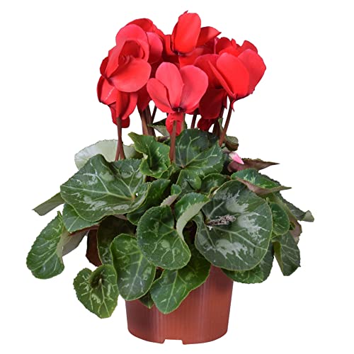 Cyclamen Persicum DECOALIVE Set de 4 Plantas Naturales con Flores de Invierno