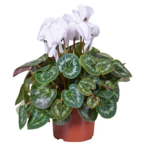 Cyclamen Persicum DECOALIVE Set de 4 Plantas Naturales con Flores de Invierno