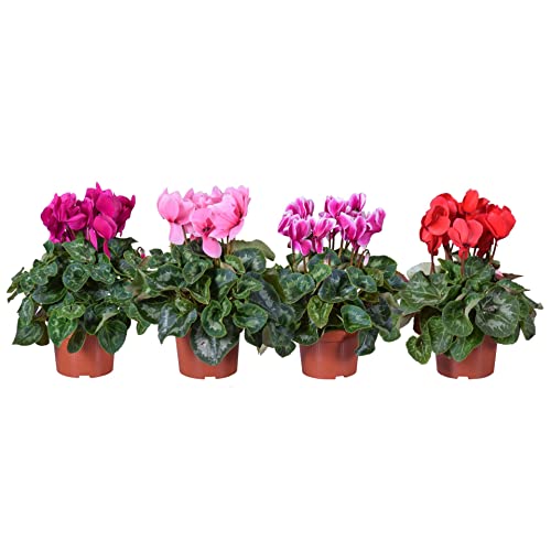 Duo de Cyclamen Persicum DECOALIVE Plantas Naturales con Flores de Invierno
