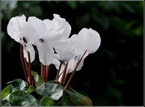 Estaciones de múltiples colores semillas de flores perennes cyclamen- 30 piezas de entrega gratuita