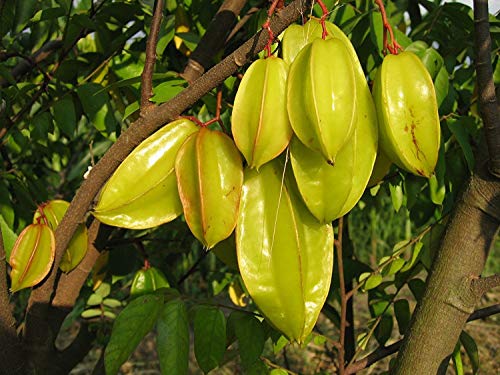 Fruta de estrella Averrhoa carambola 15 Semillas