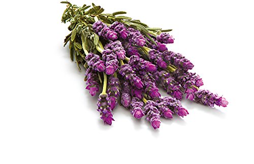 Glade by Brise, Spray Lavanda, 300 ml