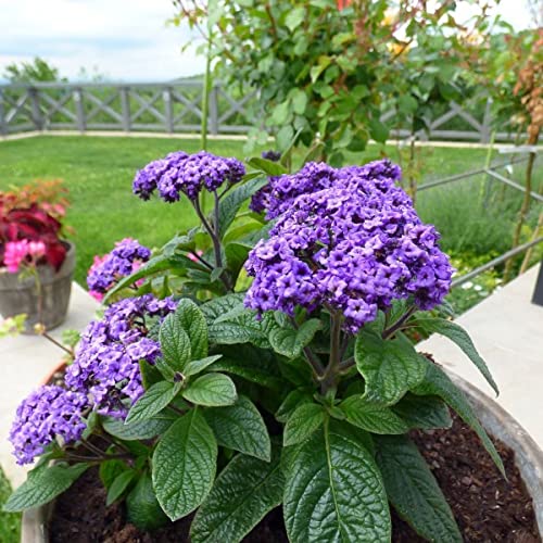 Heliotropium Arborescens Blue 100 Annual Flower Heliotrope Seeds.