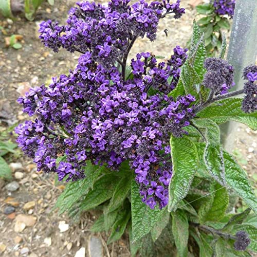 Heliotropium Arborescens Blue 100 Annual Flower Heliotrope Seeds.