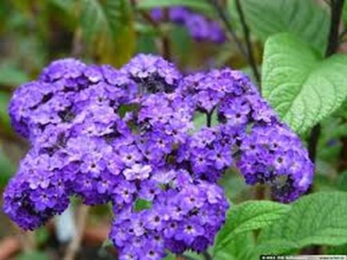 Heliotropo (Heliotropium arborescens extra enano) Marina - 50 semillas
