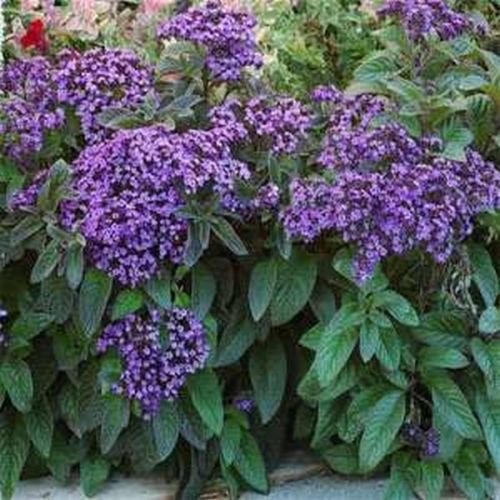 Heliotropo (Heliotropium arborescens extra enano) Marina - 50 semillas