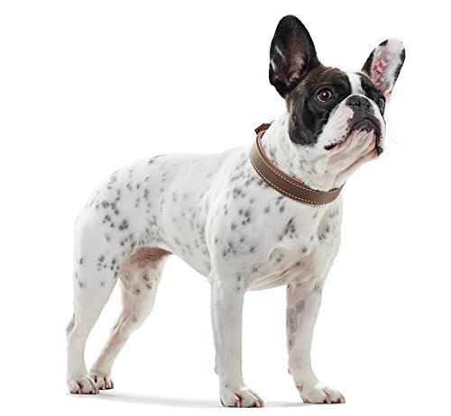 HUNTER Porto Hundehalsband, Leder, Premiumleder vegetabil, umweltfreundlich, nachhaltig, 55 (M), Tabak/Cognac