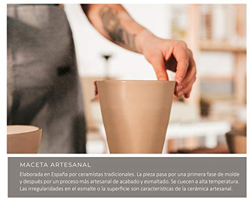 Lote Gourmet Regalo Flora con Naranjo Enano Calamondin 38 cm, guía de cuidados, taza de cerámica, infusión ecológica, miel de azahar, cuchara para miel y galletas en caja de regalo