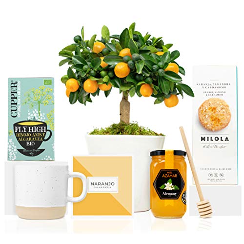Lote Gourmet Regalo Flora con Naranjo Enano Calamondin 38 cm, guía de cuidados, taza de cerámica, infusión ecológica, miel de azahar, cuchara para miel y galletas en caja de regalo