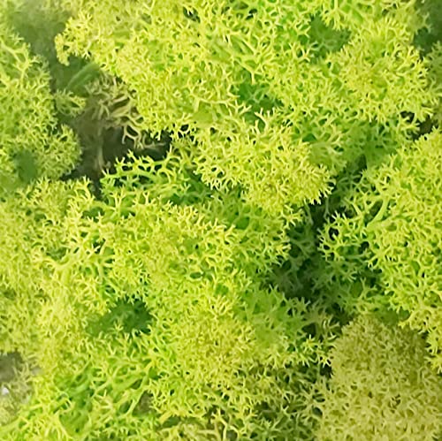 MULOKOS Musgo preservado 100 gr.Verde Lima Liofilizado de Larga duración. Maquetismo, belenes, Paredes Verticales Ideal decoración de Interiores. Lichen