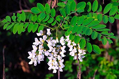 NEGRO LOCUST - 40 semillas - Robinia pseudoacacia - Tree - Bonsai SOW TODO abeja AÑO