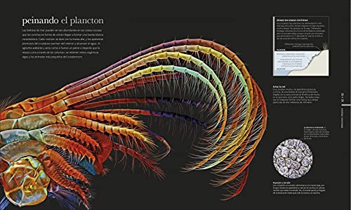 Océanos: El mundo secreto de las profundidades marinas (Gran formato)