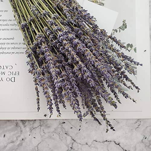 Paquetes de lavanda seca en total 200 tallos frescas flores de lavanda naturales para bricolaje boda decoración del hogar
