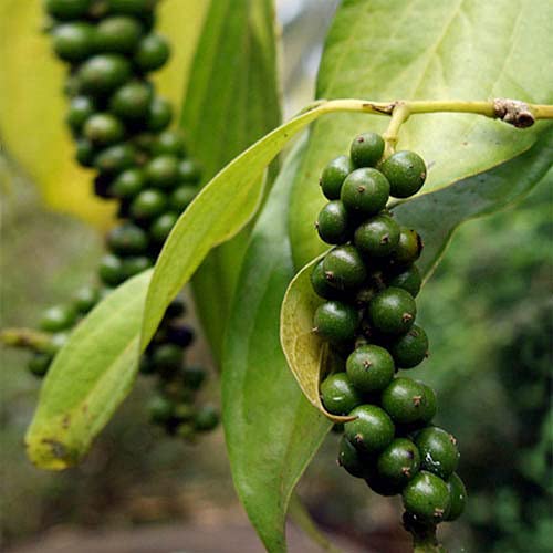 Plant World Seeds - Piper Nigrum Seeds