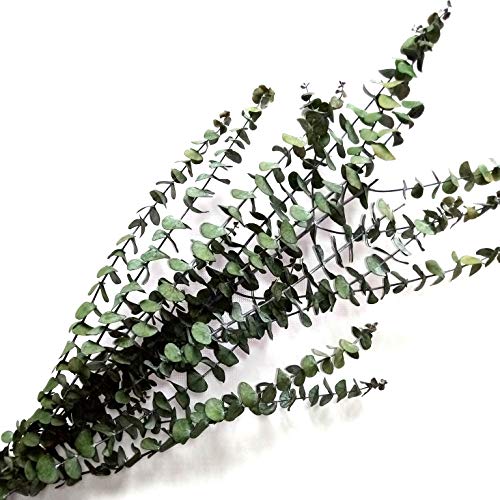 Ramo de flores verdes heladas de eucalipto natural conservado de hojas para decoración del hogar