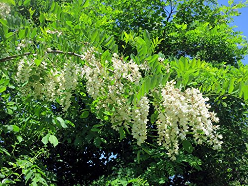 Robinia pseudoacacia: Semillas Negro Locust