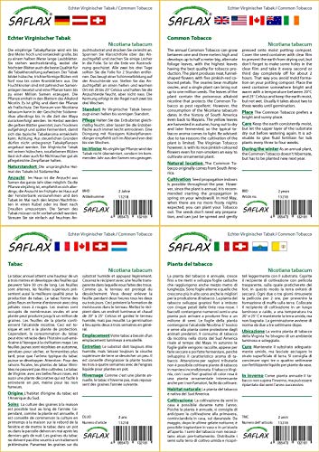 SAFLAX - Set regalo - Tabaco de Virginia - 250 semillas - Con caja regalo/envío, etiqueta para envío, tarjeta de felicitación y sustrato de cultivo y fertilizante - Nicotiana tabacum