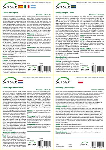 SAFLAX - Set regalo - Tabaco de Virginia - 250 semillas - Con caja regalo/envío, etiqueta para envío, tarjeta de felicitación y sustrato de cultivo y fertilizante - Nicotiana tabacum