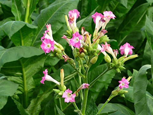SAFLAX - Set regalo - Tabaco de Virginia - 250 semillas - Con caja regalo/envío, etiqueta para envío, tarjeta de felicitación y sustrato de cultivo y fertilizante - Nicotiana tabacum
