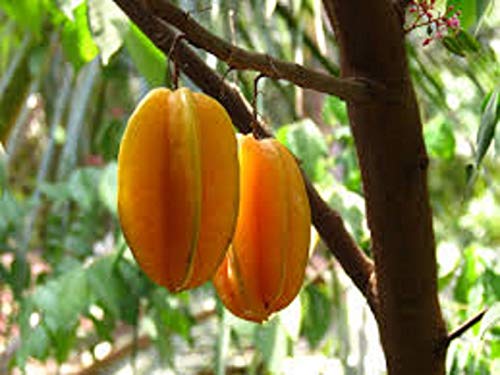 ScoutSeed 5 Graines de Carambole (Averrhoa carambola) semillas de fruta estrella