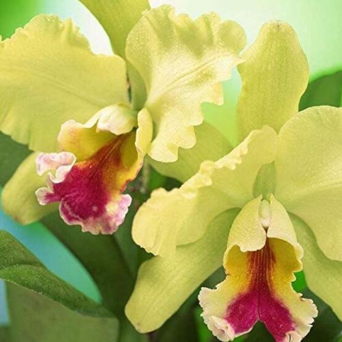 Semillas de flores 50pcs/bolsa cattleya semillas no OMG decorativas grandes flores tamaño cattleya orquídeas semillas híbridas para balcón - Semillas de Cattleya