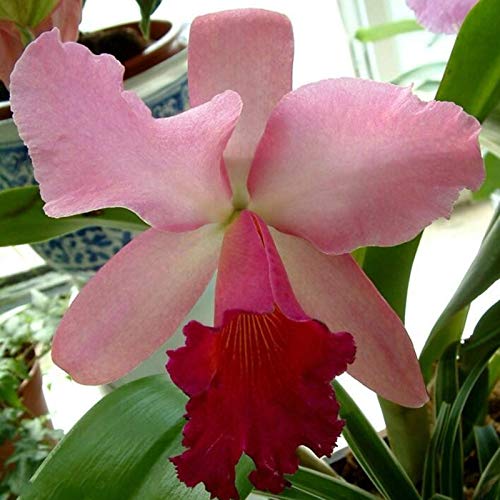 Semillas de flores 50pcs/bolsa cattleya semillas no OMG decorativas grandes flores tamaño cattleya orquídeas semillas híbridas para balcón - Semillas de Cattleya