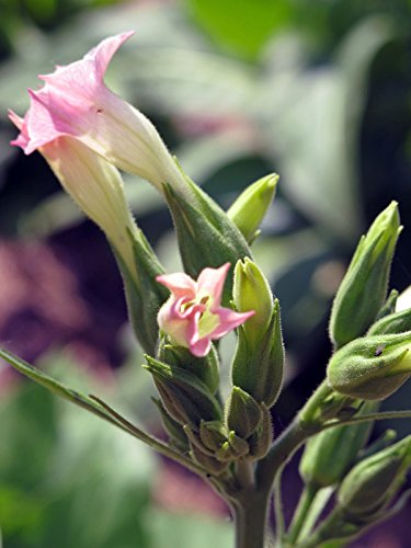 Tabaco 'Geudertheimer' Badischer (Nicotiana tabacum) 600 semillas