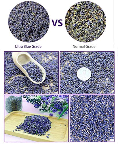 TooGet Bolsas de Lavanda, Cogollos de Lavanda Ultra Azules Naturales para Fragancias Caseras, Decoración de Habitaciones y Bolsitas de Aroma de Lavanda Fresca - 12PCS