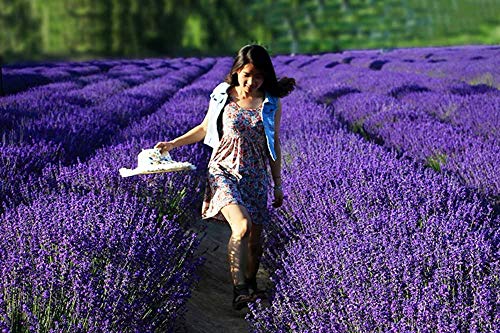 TooGet Bolsas de Lavanda, Cogollos de Lavanda Ultra Azules Naturales para Fragancias Caseras, Decoración de Habitaciones y Bolsitas de Aroma de Lavanda Fresca - 12PCS