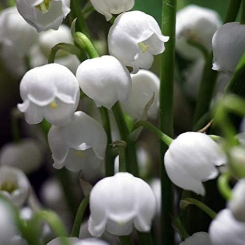 Único 12 piezas Bulbos de lirio de los valles flores herbáceas perennes de verano Aroma fresco blanco hermosa decoración de jardín y patio