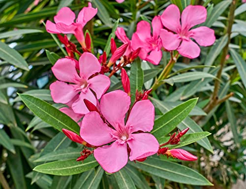 Verdecora Adelfa | Laurel de flor, Trinitaria | Planta Arbusto Natural de exterior con flor | Surtido variado colores Rojo, Rosa o Blanco (Maceta Ø13cm) (altura total aproximada 40-45cm)