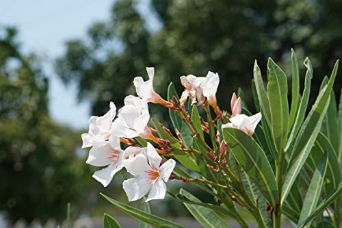 Verdecora Adelfa | Laurel de flor, Trinitaria | Planta Arbusto Natural de exterior con flor | Surtido variado colores Rojo, Rosa o Blanco (Maceta Ø13cm) (altura total aproximada 40-45cm)