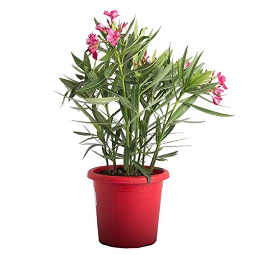 Verdecora Adelfa | Laurel de flor, Trinitaria | Planta Arbusto Natural de exterior con flor | Surtido variado colores Rojo, Rosa o Blanco (Maceta Ø13cm) (altura total aproximada 40-45cm)