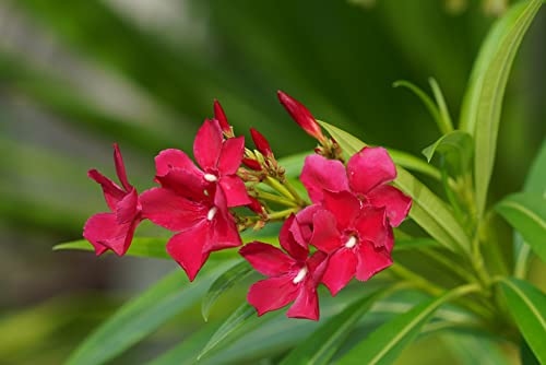 Verdecora Adelfa | Laurel de flor, Trinitaria | Planta Arbusto Natural de exterior con flor | Surtido variado colores Rojo, Rosa o Blanco (Maceta Ø13cm) (altura total aproximada 40-45cm)