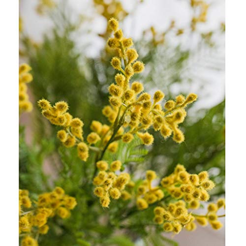 WYWY Partido Falso Artificial Amarillo Acacia Mimosa Flores Felpa de Flores de Seda del florero Conjunto Inicio de Boda decoración de la Tabla (Color : Frosted Vase+Flower)
