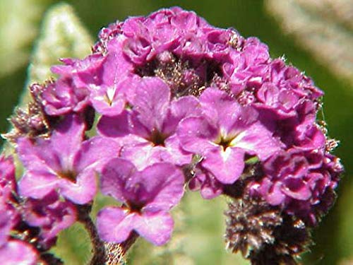 zumari Semillas de flores de heliotropium arborescens 90pcs
