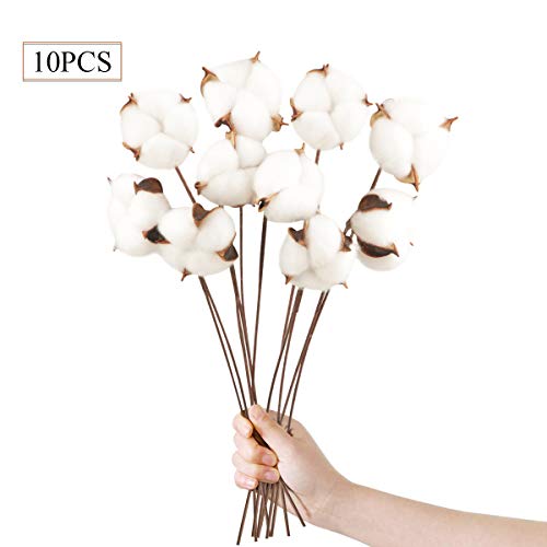 10 Pcs Flores Artificiales Decoracion Blanca Flores Algodón Secas Tallo Largo ,Simulación de Natural y de Estilo Original , para decoración de Jarrones Hogar Hogarcasa de Campo Bodas Fiestas
