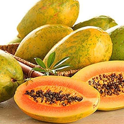 20 piezas de semillas de papaya enana semillas de papaya de frutas tropicales dulces fáciles de plantar
