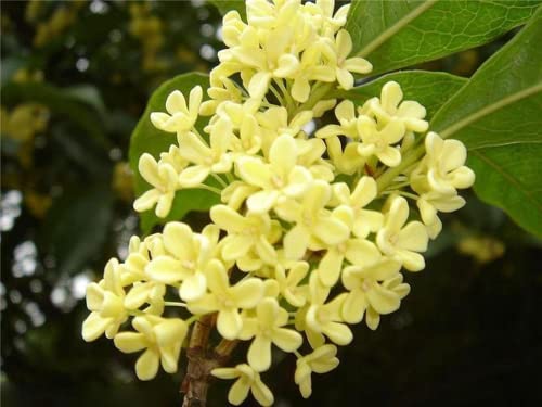 50 Piezas Semillas Perennes Osmanthus Para Plantar En El Patio Decorar La Esquina De La Habitación Aumentar El Ambiente Romántico Y Pacífico