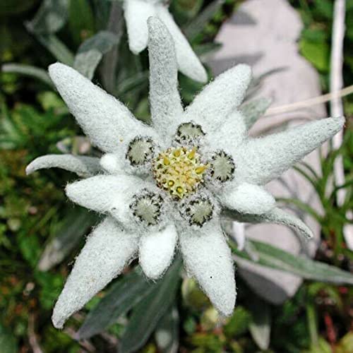 50 semillas de flores Edelweiss, semillas de alpinum leontopodium de cultivo perenne para el hogar, balcón Edelweiss 1size