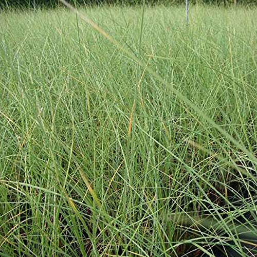 Ammophila Arenaria - Juego de 6 contenedores para plantas (9 x 9 cm)