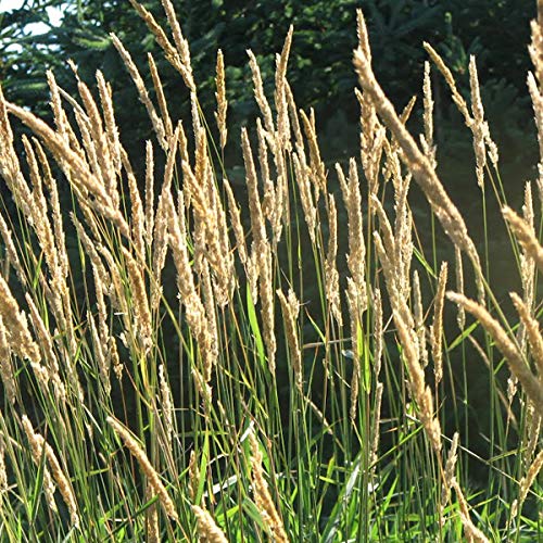 Ammophila Arenaria - Juego de 6 contenedores para plantas (9 x 9 cm)